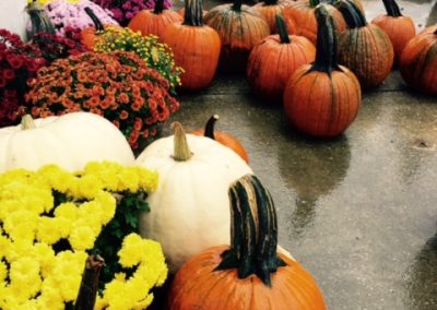 Fall Colors